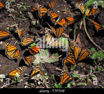 Farfalle monarca. El Rosario farfalla monarca preservare, Messico. Le farfalle migrano annualmente dal Messico til USA attraverso quattro generazioni Foto Stock