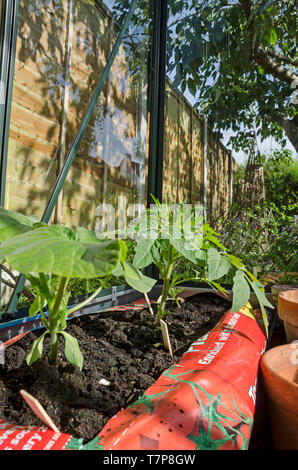 Piante di pepe in grow bag in green house Foto Stock