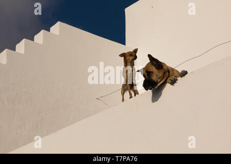Cani guardando dal balcone su Lanzarote Foto Stock