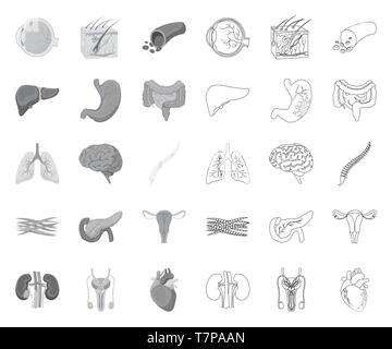 Anatomia,l'arte,boold,cervello,raccolta,design,malattia,eyeball,carne,,gastrointestinale la salute,cuore,uomo,icona,immagine,,interno isolato,rene,fegato,logo,polmoni,maschio, la medicina,mono,contorno,bocca,muscolo,organo,pancreas,,riproduttiva impostare,segno,pelle,colonna vertebrale,stomaco,il simbolo,sistema,tratto,utero,vettore,nave,web, Vettori vettore , Illustrazione Vettoriale