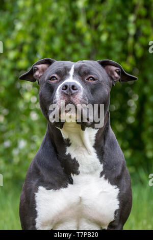 Ritratto di un Black & White American Staffordshire Terrier Foto Stock