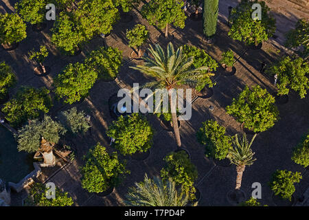 Guardando verso il basso sulle palme al di fuori del "Alcazar di Cordoba' in Andalusia Foto Stock