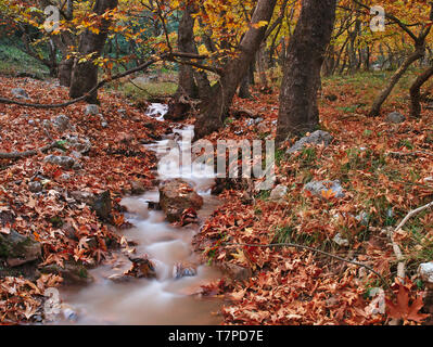 Bellissimo paesaggio autunnale da Planitero, in Kalavryta, Grecia. Vivaci e vibranti caduta colorate immagine. Creek in acero plane tree forest. Foto Stock