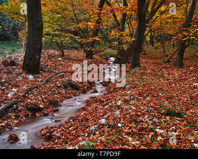 Bellissimo paesaggio autunnale da Planitero, in Kalavryta, Grecia. Vivaci e vibranti caduta colorate immagine. Creek in acero plane tree forest. Foto Stock