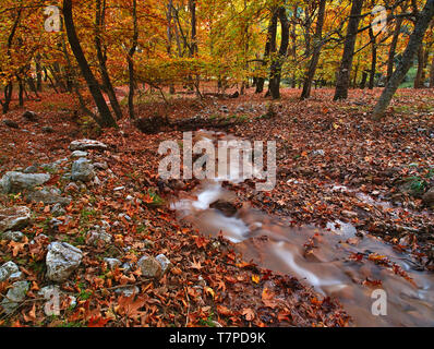 Bellissimo paesaggio autunnale da Planitero, in Kalavryta, Grecia. Vivaci e vibranti caduta colorate immagine. Creek in acero plane tree forest. Foto Stock