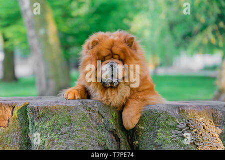 Orange Chow Chow si appoggia al di fuori durante il cammino. Foto Stock
