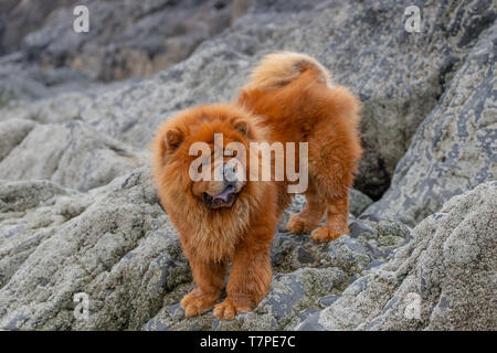 Chow Chow cane fuori durante walkies. Foto Stock