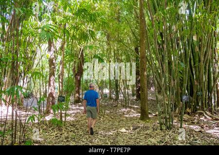 Indonesia, Bali, Centro Candikuning, il giardino botanico, il boschetto di bambù Foto Stock
