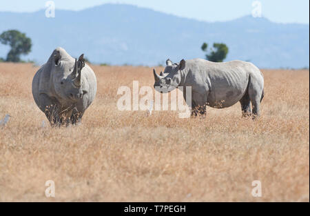 Nero o sfogliare rinoceronte (Diceros simum) madre e ben coltivate vitello Foto Stock