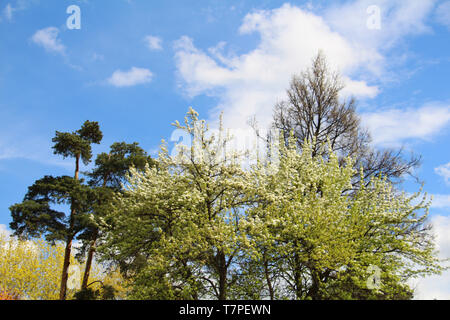 La foresta mista - di conifere e latifoglie nella stessa foresta. Bellissimo paesaggio. Solo le corone di alberi sono visibili contro il cielo blu. Foto Stock