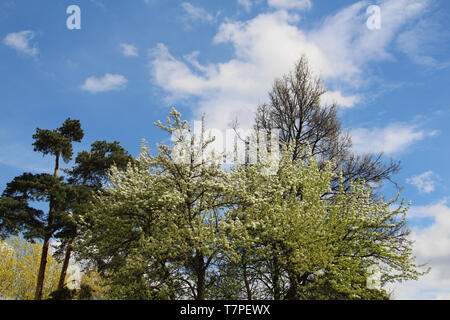La foresta mista - di conifere e latifoglie nella stessa foresta. Bellissimo paesaggio. Solo le corone di alberi sono visibili contro il cielo blu. Foto Stock