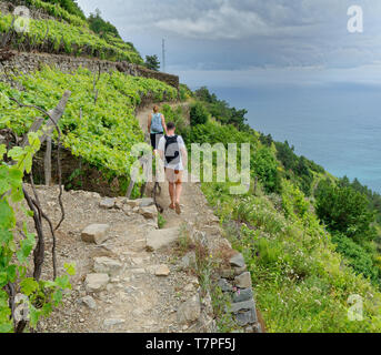 Escursionismo le Cinque Terre il sentiero alto nei vigneti terrazzati tra Corniglia e Manarola Foto Stock