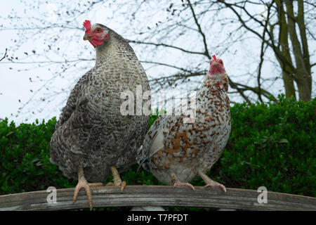 Pollo ruspante sulla parte superiore di un recinto pronto a passare il resto Foto Stock