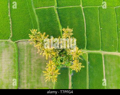 Indonesia, centro di Bali, Ubud, il villaggio di Aas, che circonda i campi di riso (vista aerea) Foto Stock