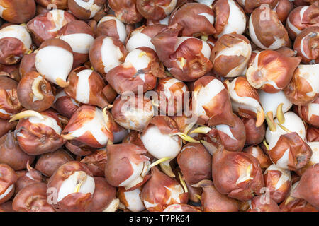 Dettaglio dei bulbi di tulipani di Amsterdam, mercato dei fiori Foto Stock