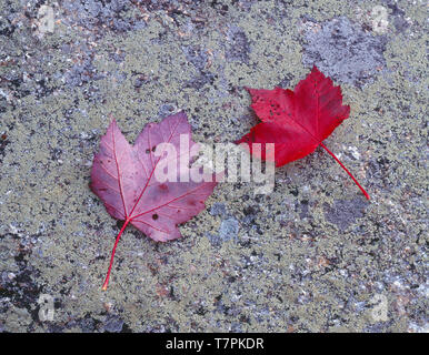 Stati Uniti d'America, New Hampshire, White Mountain National Forest, Autunno-colorato di rosso Acero (Acer rubrum) lascia il lichen incrostati di granito. Foto Stock