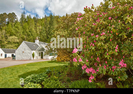 Giardini ATTADALE STRATHCARRON WESTER ROSS IN SCOZIA IN PRIMAVERA LA SERRA PRINCIPALE E COFFEE SHOP circondato da rododendri rosa Foto Stock