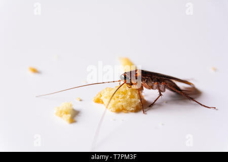 Scarafaggio mangiare pane integrale. Scarafaggio sul pane integrale su sfondo bianco. Foto Stock