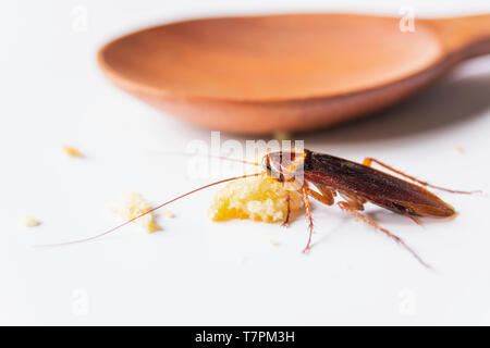 Scarafaggio mangiare pane integrale. Scarafaggio sul pane integrale su sfondo bianco. Foto Stock