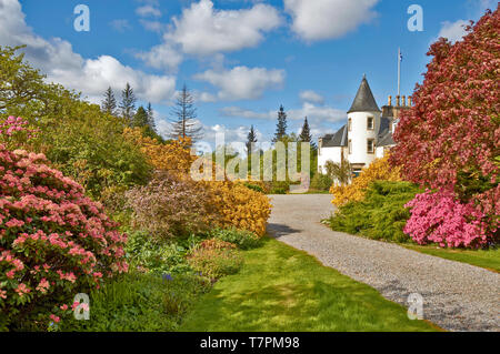 Giardini ATTADALE STRATHCARRON WESTER ROSS Scozia il percorso che conduce alla casa rivestita da giallo e rosa azalee e ACER ALBERO IN PRIMAVERA Foto Stock