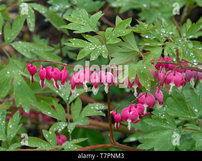 Cuore di spurgo impianto Lamprocapnos spectabilis nella doccia a pioggia Foto Stock