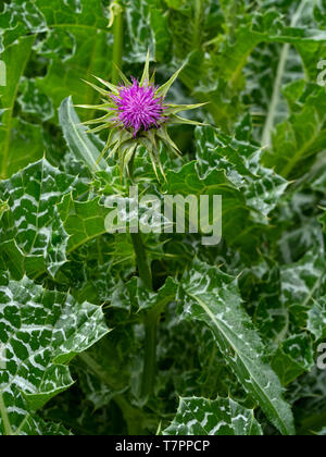 Cardo mariano Silybum marianum Foto Stock