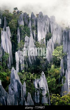 La Malesia, Borneo Sarawak, Parco Nazionale di Gunung Mulu elencati come patrimonio mondiale dall'UNESCO, i pinnacoli, una serie di alta 45 metri nitidissime picchi di calcare che si stagliano sopra la circostante foresta pluviale, visto da un punto di vista durante i famosi Pinnacoli trek Foto Stock