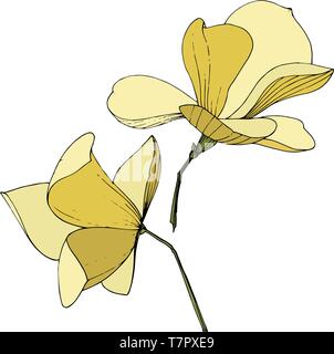 Vettore foral di Magnolia fiori botanica. Giallo inchiostro inciso art. Isolato magnolia illustrazione elemento. Illustrazione Vettoriale