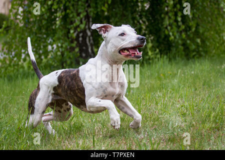 Bianco e tigrato l'American Pit Bull Terrier cane femmina in esecuzione Foto Stock