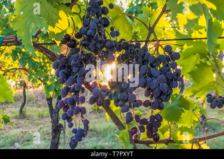 Grandi mazzi di ripe rosso uva appeso sulla vite in un vigneto in Italia con il sorgere del sole attraverso le foglie in background Foto Stock