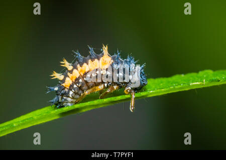 Coccinella insetto larva o pupacloseup. Fase di pupa sulla vegetazione verde closeup. Foto Stock