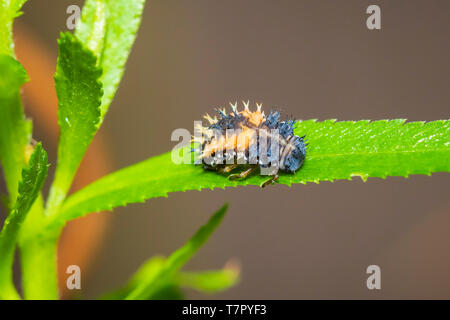 Coccinella insetto larva o pupacloseup. Fase di pupa sulla vegetazione verde closeup. Foto Stock