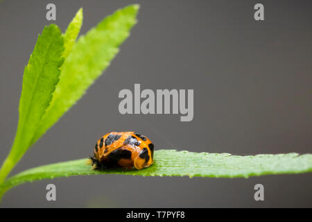 Coccinella insetto larva o pupacloseup. Fase di pupa sulla vegetazione verde closeup. Foto Stock