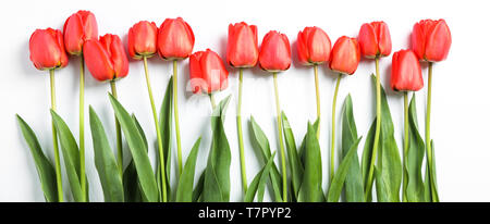 Composizione con bellissimi tulipani rossi su sfondo bianco. Fiori di Primavera Foto Stock