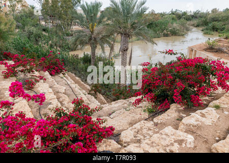 Fiori di bougainville presso il fiume Giordano in Israele Foto Stock