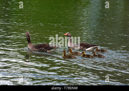 Oche Graylag con prole in un piccolo lago a Monaco di Baviera Foto Stock