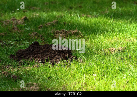 In prossimità di una mole hill su un prato Foto Stock