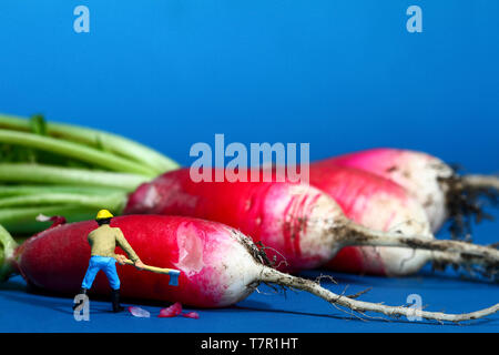 Diorama concettuale immagine di una figura in miniatura a tritare una raddish Foto Stock