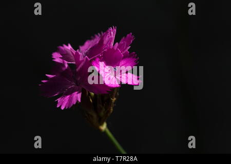 Rosa dei certosini è in crescita nell'ombra e fu colpito dalla luce naturale del sole (Dianthus carthusianorum) Foto Stock