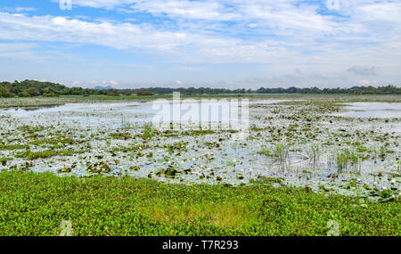 Waterside naturale paesaggio visto in Sri Lanka Foto Stock