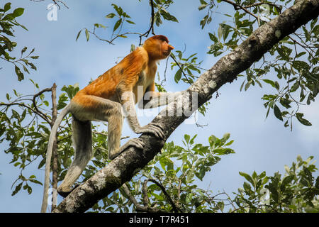 La rara e bella proboscide singola scimmia con la rendono unica lungo naso clambering una succursale a Bako National Park, Borneo Foto Stock