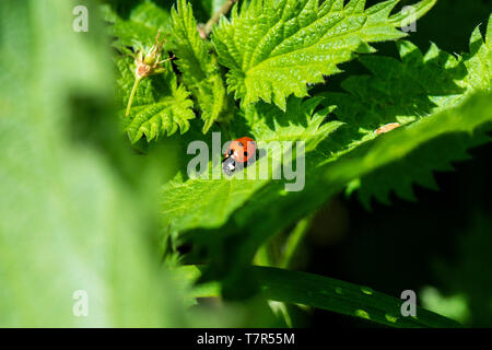 Un sette-spot ladybird (Coccinella septempunctata) sulla foglia di un ortica Foto Stock