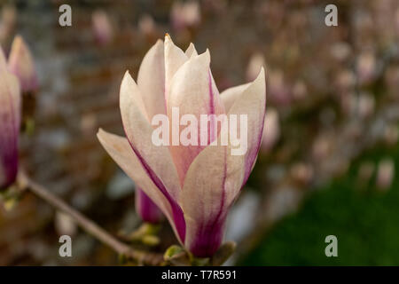 Una chiusura del singolo la soddisfazione di Magnolia fiore testa, nome latino x Magnolia soulangeana soddisfazione, aspetto del paesaggio Foto Stock