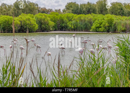 Paesaggi ripariali compresi alcuni fenicotteri intorno il parco naturale regionale della Camargue nel sud della Francia Foto Stock