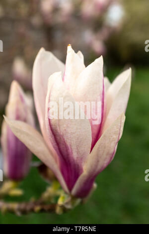 Una chiusura del singolo la soddisfazione di Magnolia fiore testa, nome latino x Magnolia soulangeana soddisfazione, ritratto aspetto Foto Stock