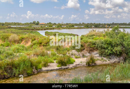 Paesaggi ripariali intorno il parco naturale regionale della Camargue nel sud della Francia Foto Stock