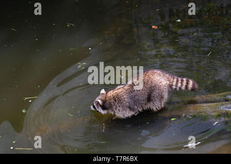 Un procione sta andando in acqua Foto Stock