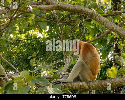 La rara e bella proboscide singola scimmia con la rendono unica lungo naso a Bako National Park, nel Borneo, seduta in una struttura ad albero. Foto Stock