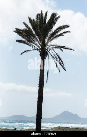 Palm Tree sulla costa sarda a Sarradus Foto Stock