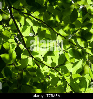 Piazza fogliame verde dello sfondo. Linden i rami degli alberi in estate foresta. Foto Stock